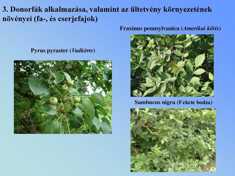 Fraxinus pennsylvanica (Amerikai kőris) Pyrus