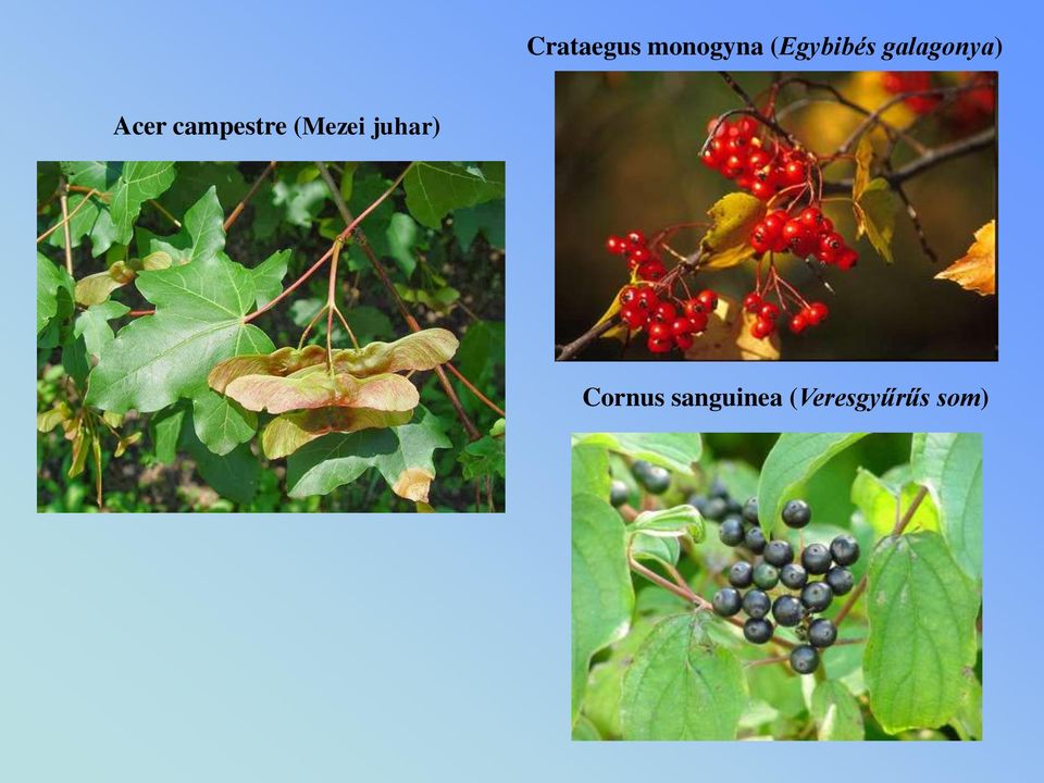 campestre (Mezei juhar)