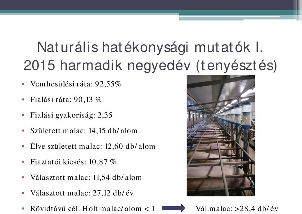 Fialási gyakoriság: 2,35 Született malac: 14,15 db/alom Élve született malac: 12,60