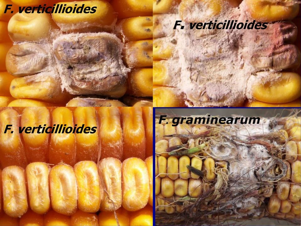 graminearum