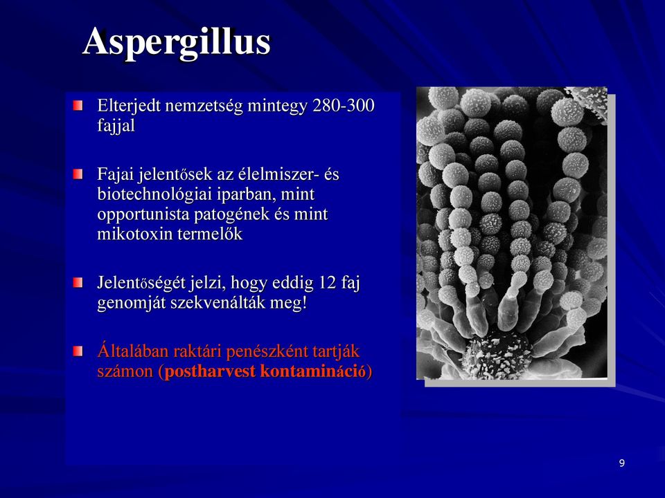 mikotoxin termelők Jelentőségét jelzi, hogy eddig 12 faj genomját