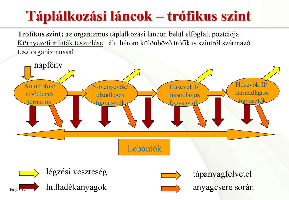 három különböző trófikus szintről származó tesztorganizmussal napfény Autotrófok/ elsődleges termelők