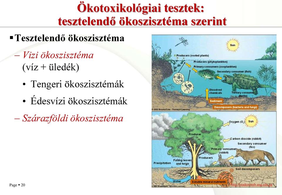 + üledék) Tengeri ökoszisztémák Édesvízi ökoszisztémák