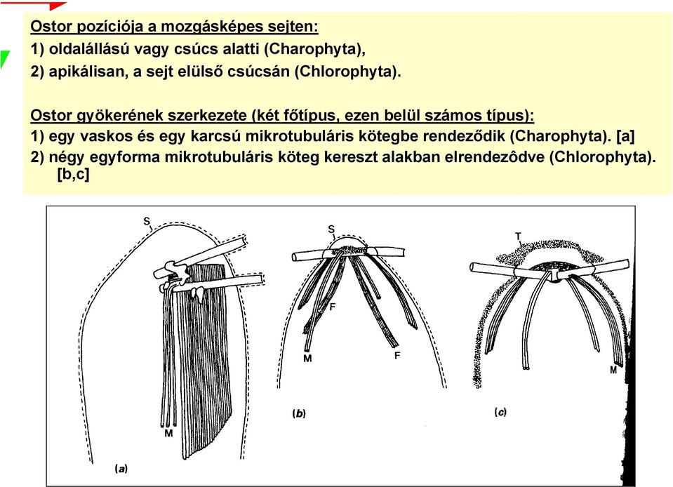 Ostor gyökerének szerkezete (két főtípus, ezen belül számos típus): 1) egy vaskos és egy