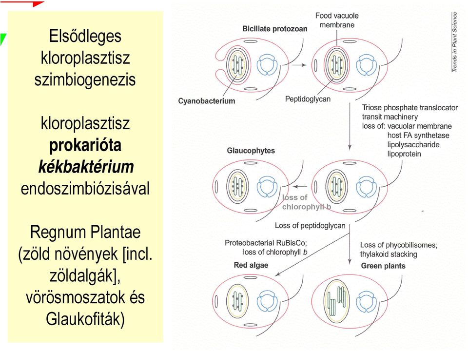 endoszimbiózisával Regnum Plantae (zöld növények