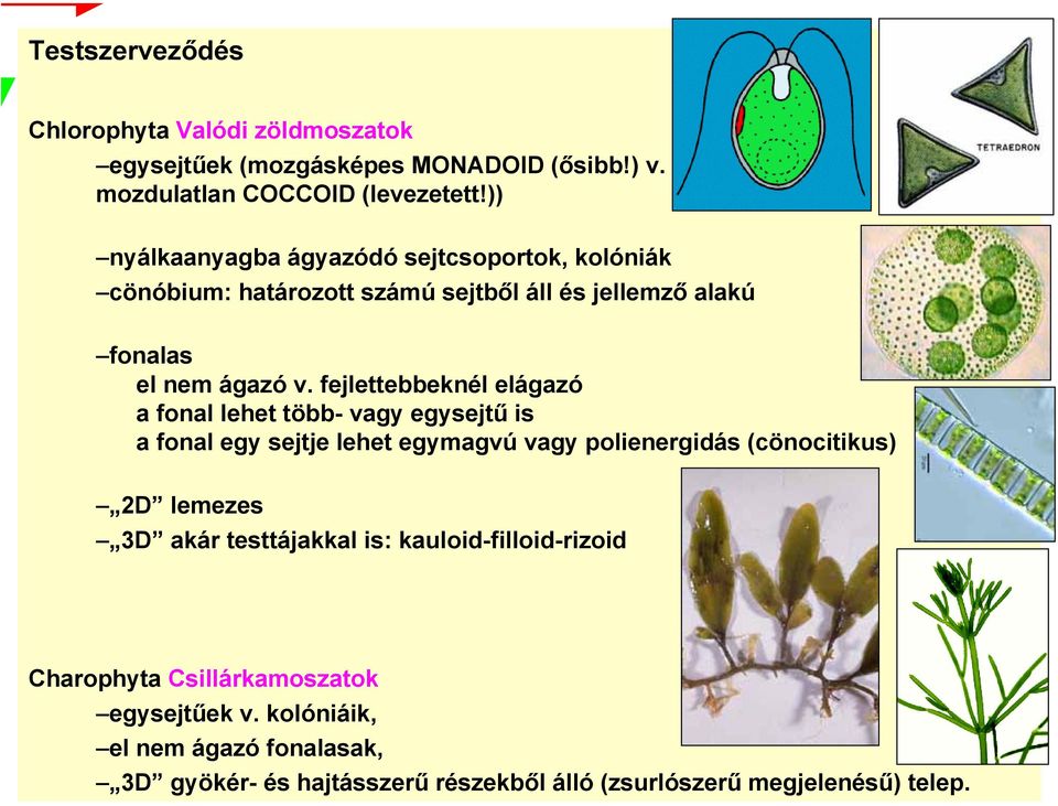 fejlettebbeknél elágazó a fonal lehet több- vagy egysejtű is a fonal egy sejtje lehet egymagvú vagy polienergidás (cönocitikus) 2D lemezes 3D akár