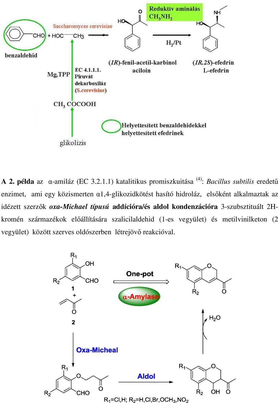 α1,4-glikozidkötést hasító hidroláz, elsőként alkalmaztak az idézett szerzők oxa-michael típusú