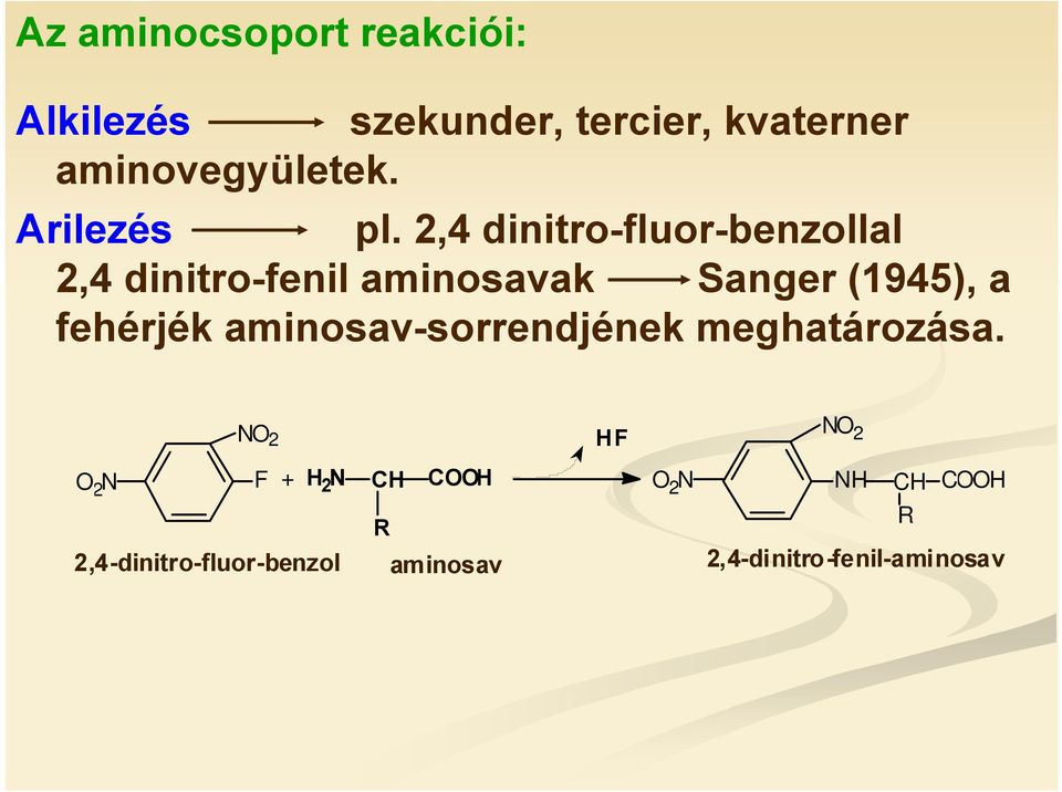 2,4 dinitro-fluor-benzollal 2,4 dinitro-fenil aminosavak Sanger (1945), a fehérjék