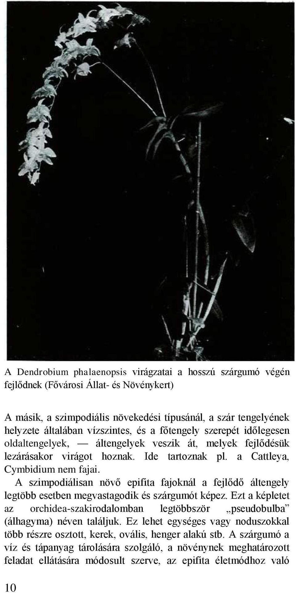 A szimpodiálisan növő epifita fajoknál a fejlődő áltengely legtöbb esetben megvastagodik és szárgumót képez.