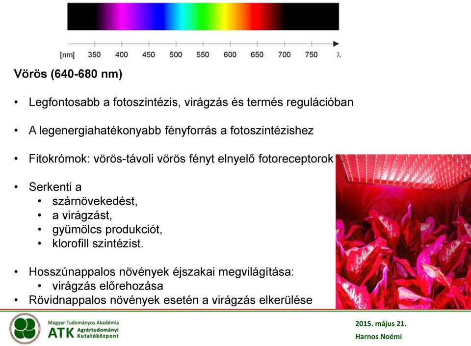 fotoreceptorok Serkenti a szárnövekedést, a virágzást, gyümölcs produkciót, klorofill szintézist.