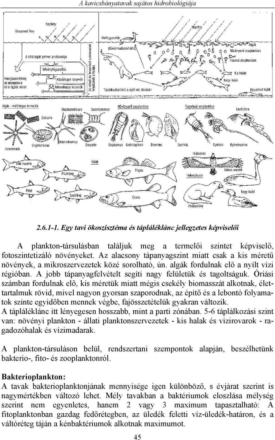 A jobb tápanyagfelvételt segíti nagy felületük és tagoltságuk.