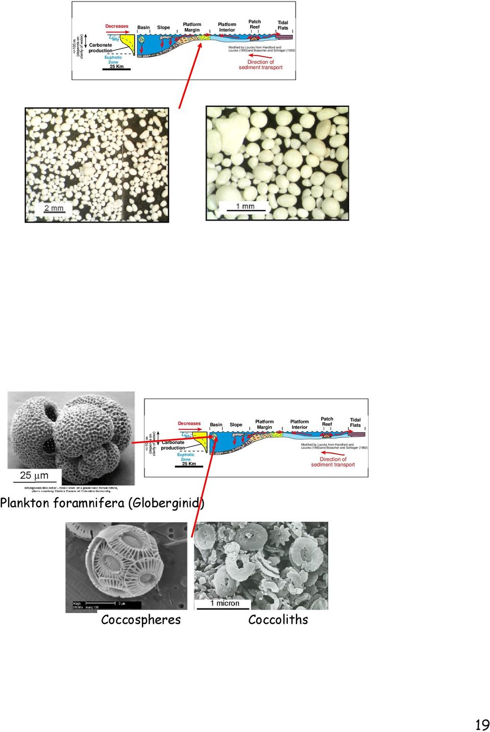 Loucks (1993)and Bosscher and Schlager (1992) Direction of sediment transport Plankton foramnifera (Globerginid) Coccospheres