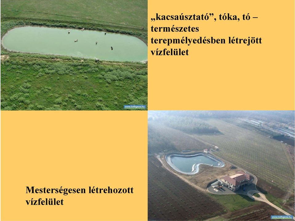 tóka, tó természetes
