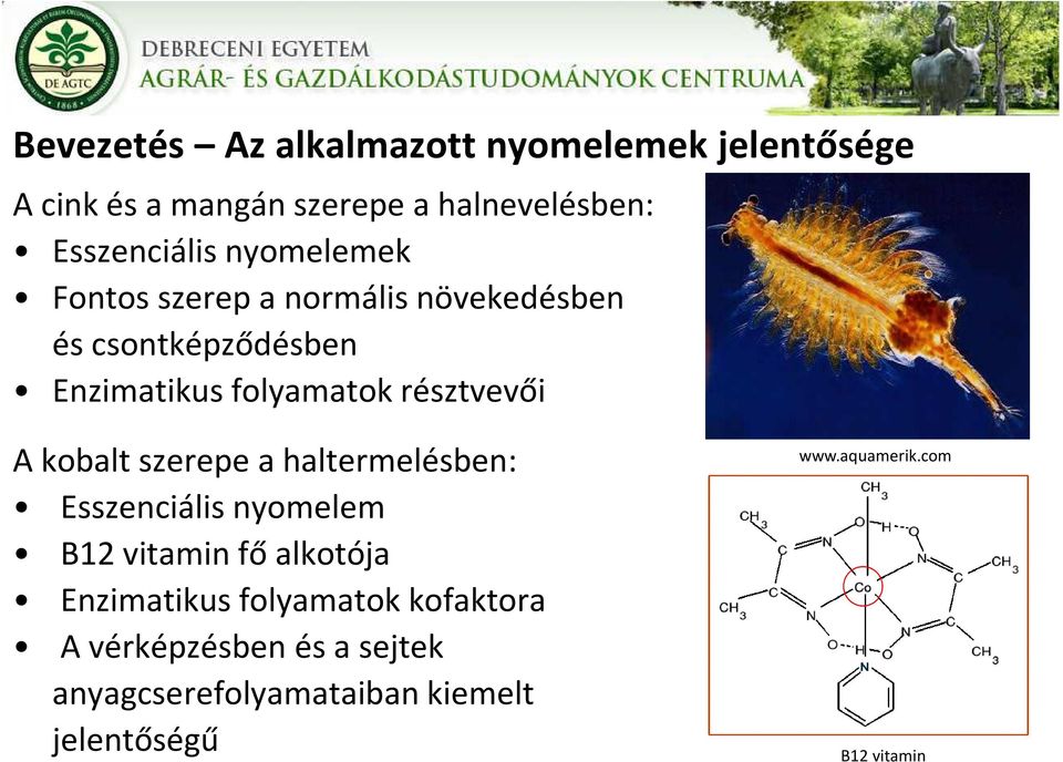 kobalt szerepe a haltermelésben: Esszenciális nyomelem B12 vitamin fő alkotója Enzimatikus folyamatok