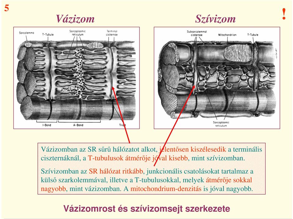 Szívizomban az SR hálózat ritkább, junkcionális csatolásokat tartalmaz a külsı szarkolemmával, illetve a