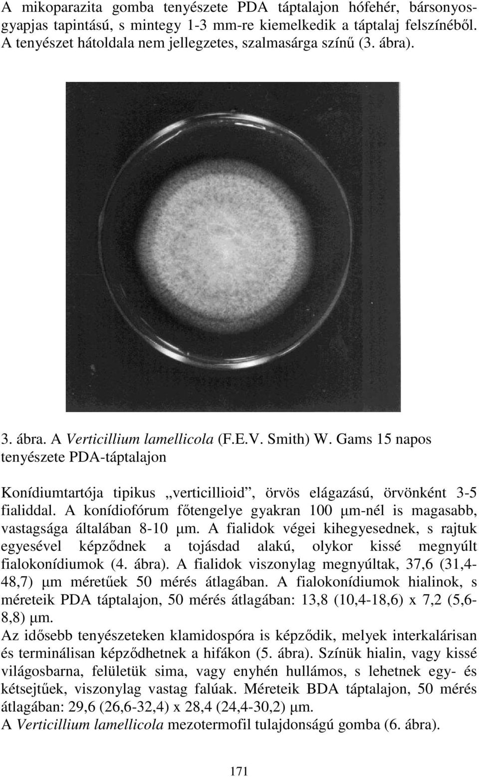 A konídiofórum fıtengelye gyakran 100 µm-nél is magasabb, vastagsága általában 8-10 µm.