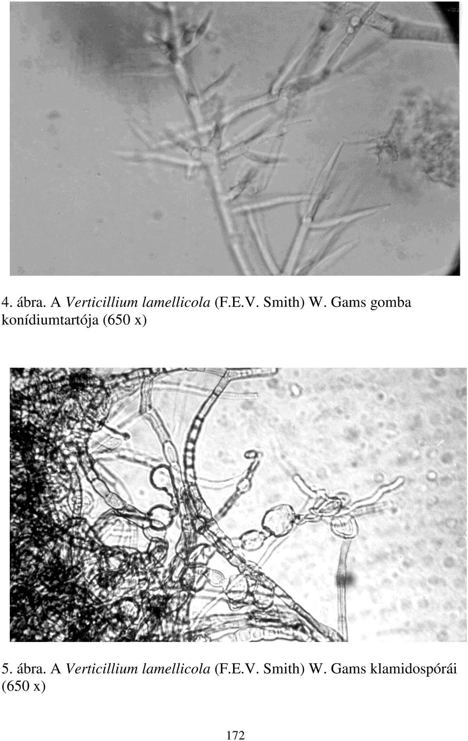 A Verticillium lamellicola (F.E.V. Smith) W.