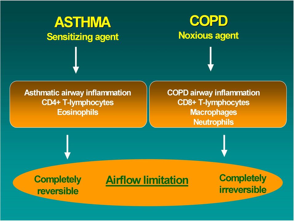 airway inflammation CD8+ T-lymphocytes Macrophages