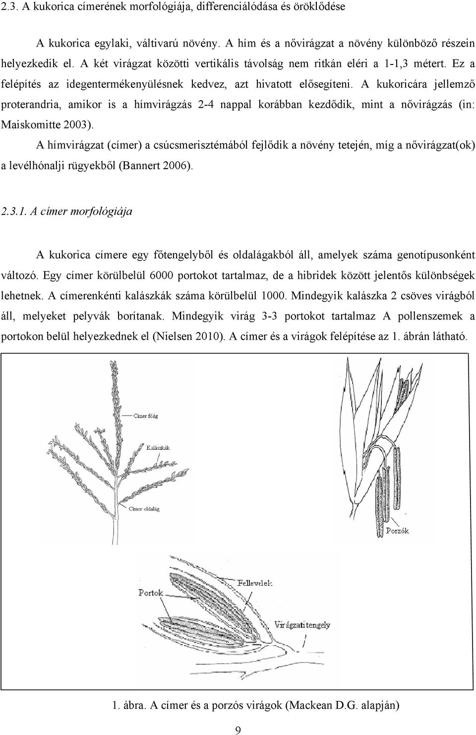 A kukoricára jellemző proterandria, amikor is a hímvirágzás 2-4 nappal korábban kezdődik, mint a nővirágzás (in: Maiskomitte 2003).