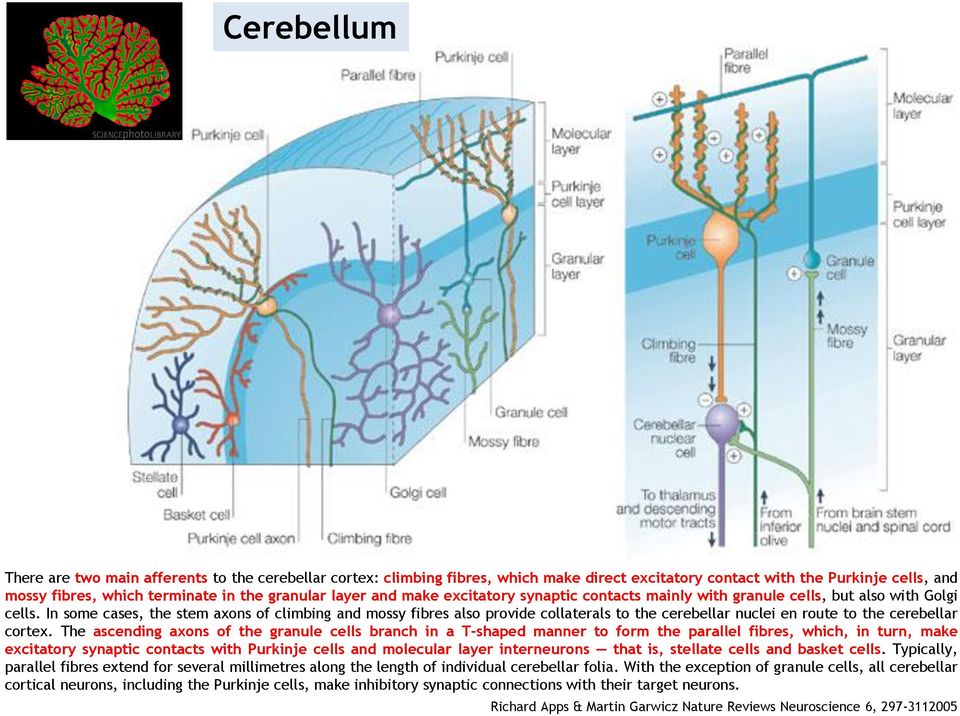 In some cases, the stem axons of climbing and mossy fibres also provide collaterals to the cerebellar nuclei en route to the cerebellar cortex.