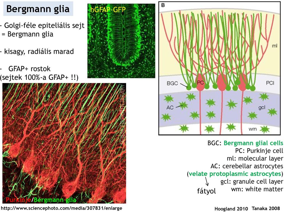 !) Purkinje/Bergmann glia BGC: Bergmann glial cells PC: Purkinje cell ml: molecular layer AC: