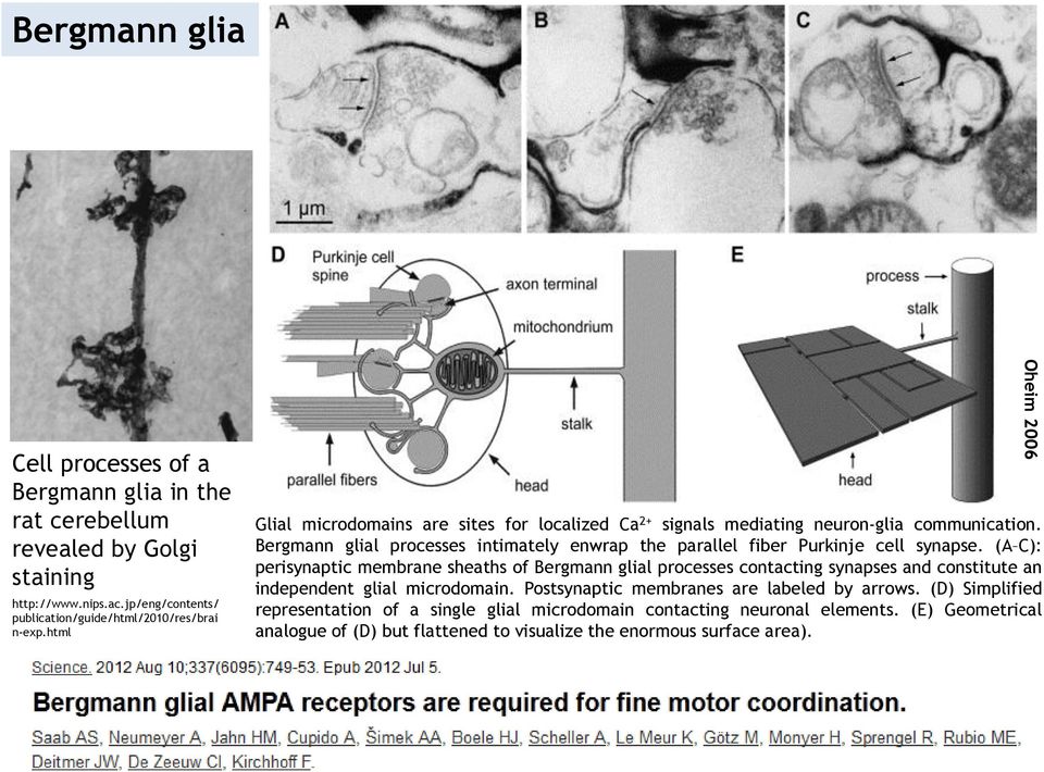 Bergmann glial processes intimately enwrap the parallel fiber Purkinje cell synapse.