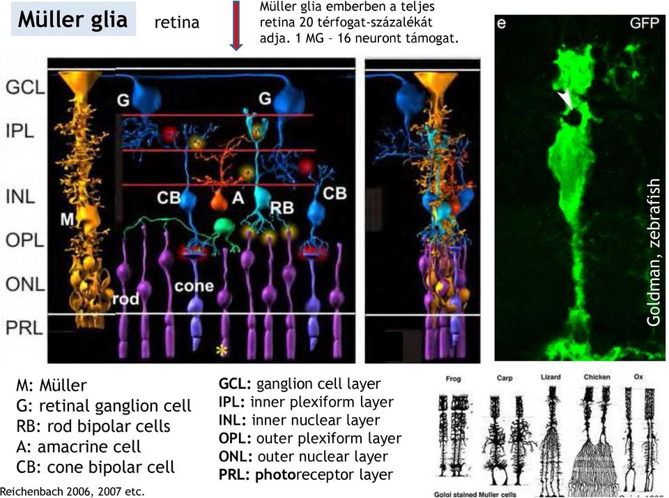fény M: Müller G: retinal ganglion cell RB: rod bipolar cells A: amacrine cell CB: cone bipolar cell