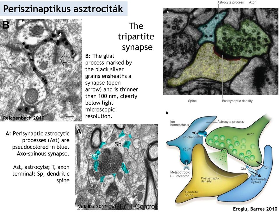 light microscopic resolution. A: Perisynaptic astrocytic processes (Ast) are pseudocolored in blue.