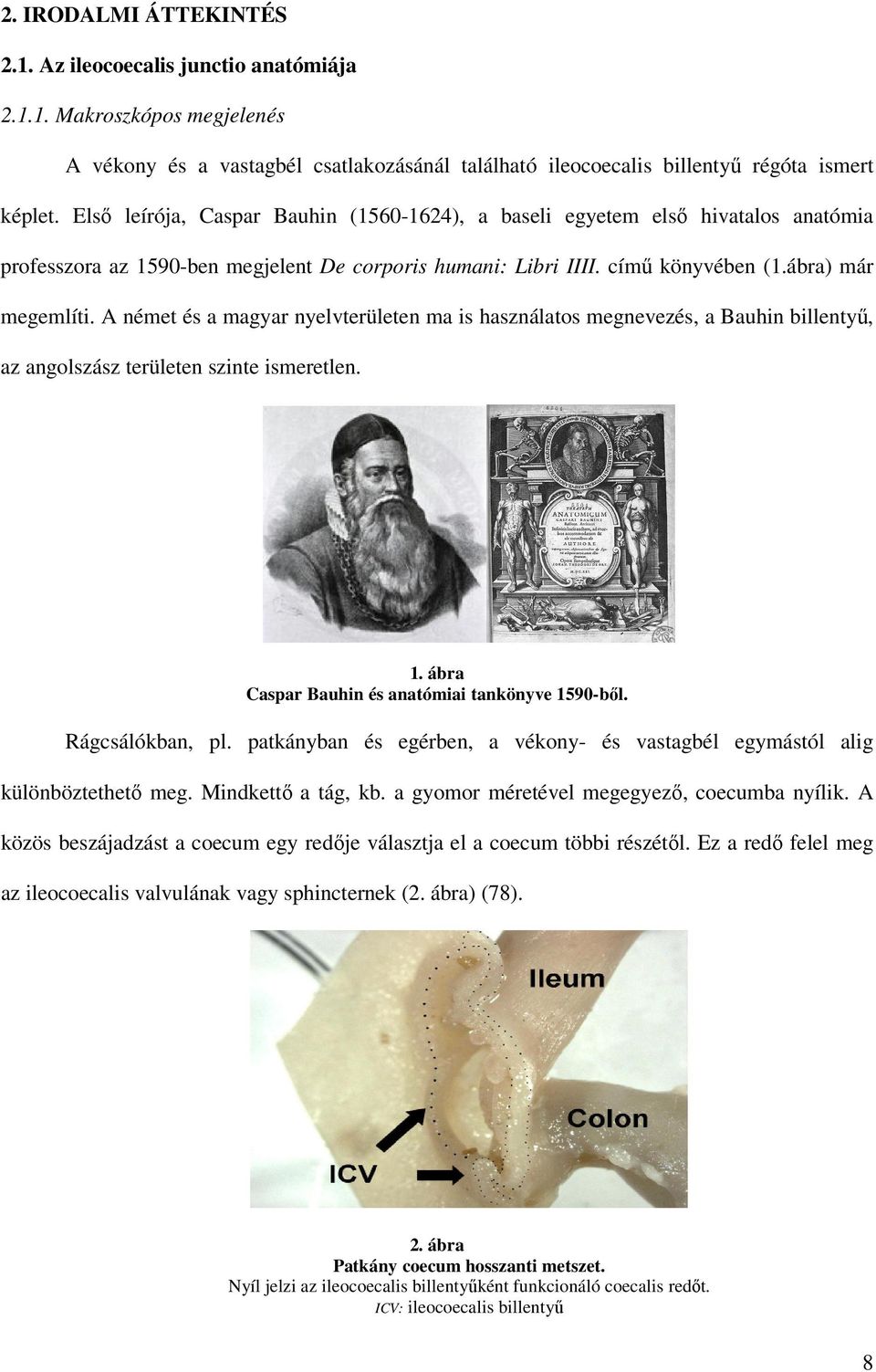 A német és a magyar nyelvterületen ma is használatos megnevezés, a Bauhin billentyő, az angolszász területen szinte ismeretlen. 1. ábra Caspar Bauhin és anatómiai tankönyve 1590-bıl. Rágcsálókban, pl.