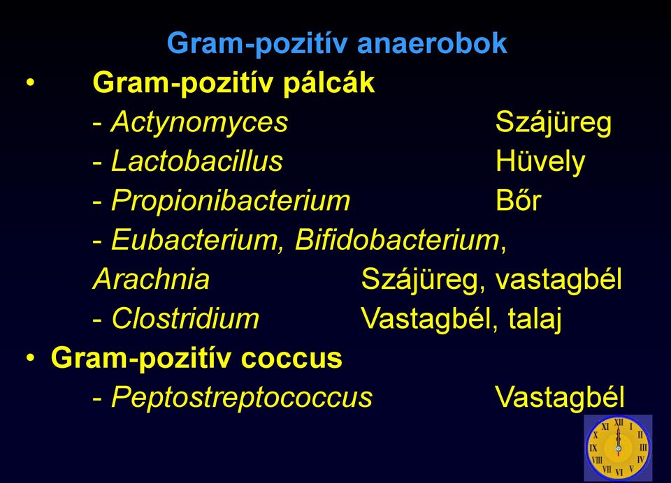 Eubacterium, Bifidobacterium, Arachnia Szájüreg, vastagbél -