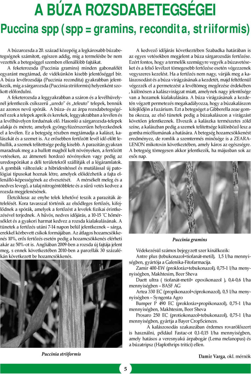 A feketerozsda (Puccinia gramins) minden gabonafélét egyaránt megtámad, de vidékünkön kisebb jelentőséggel bír.