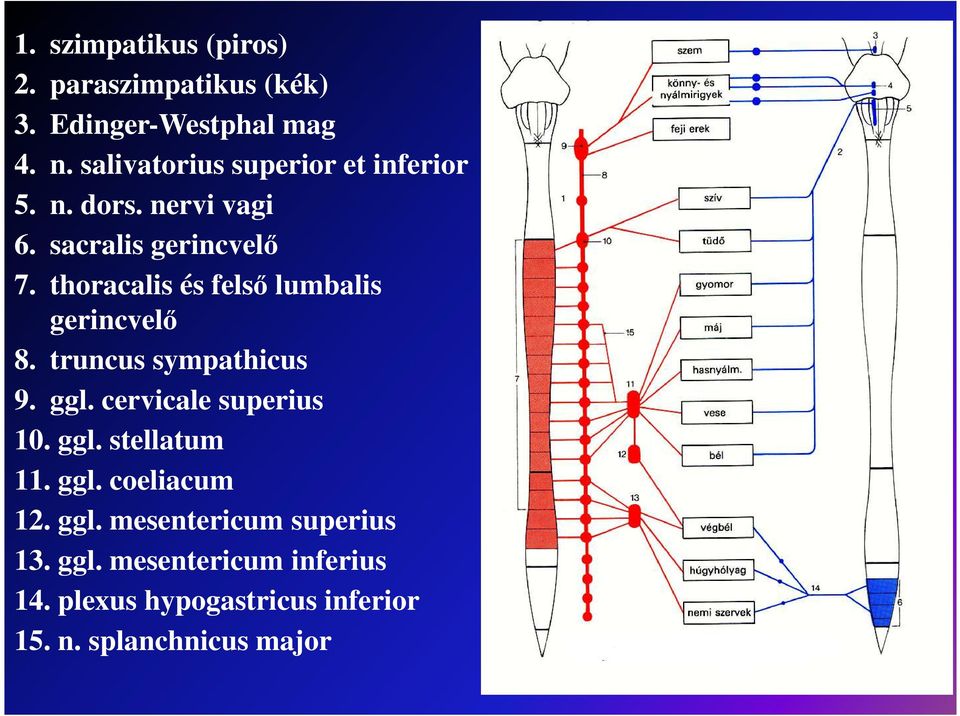 thoracalis és felső lumbalis gerincvelő 8. truncus sympathicus 9. ggl. cervicale superius 10. ggl. stellatum 11.