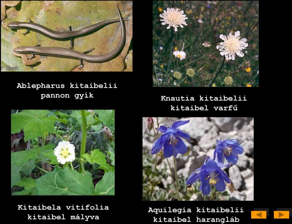 Kitaibela vitifolia kitaibel mályva