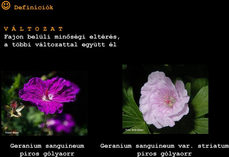 együtt él Geranium sanguineum piros