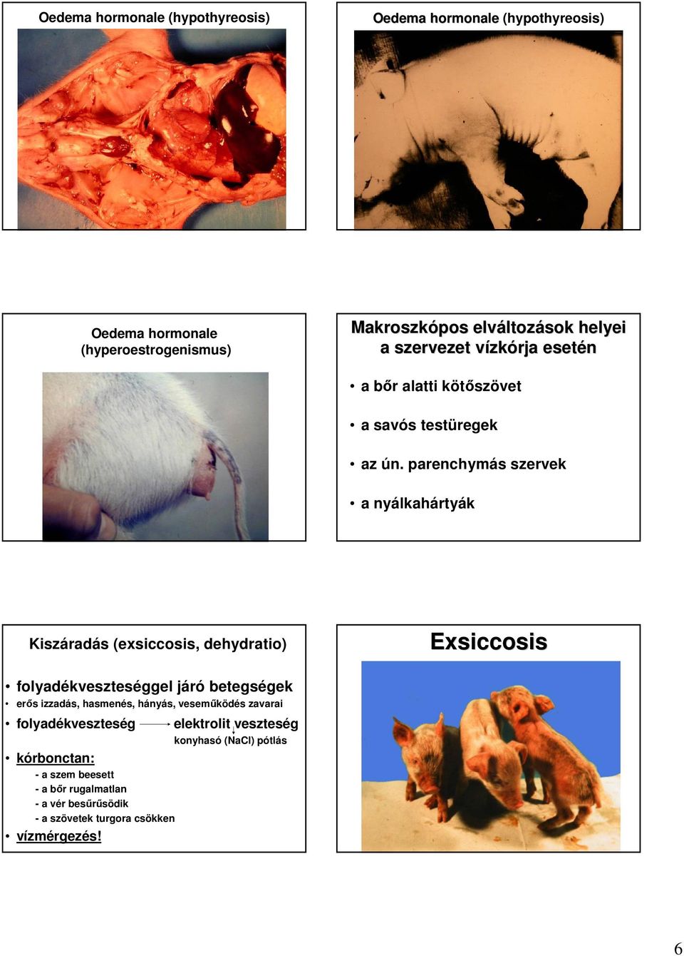 parenchymás szervek a nyálkahártyák Kiszáradás (exsiccosis, dehydratio) Exsiccosis folyadékveszteséggel járó betegségek erıs izzadás,