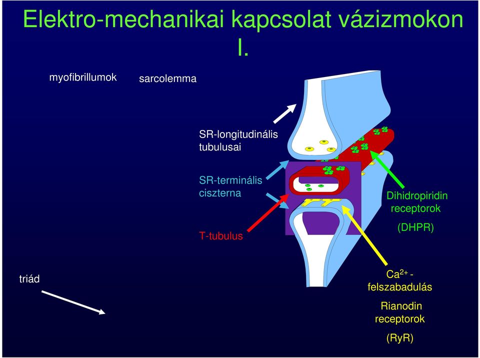 SR-terminális ciszterna T-tubulus Dihidropiridin