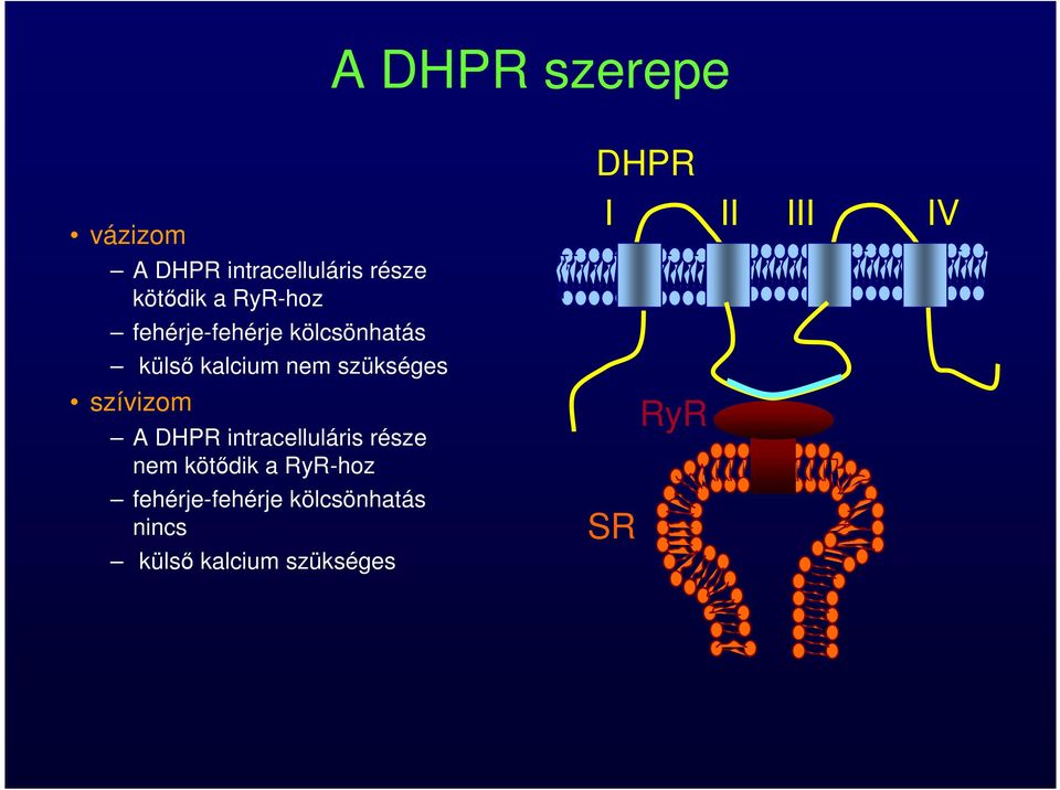 szívizom A DHPR intracelluláris része nem kötődik a RyR-hoz