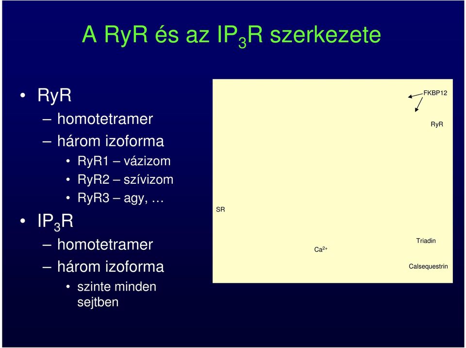 RyR3 agy, homotetramer három izoforma szinte