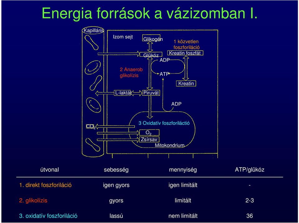 Kreatin foszfát ADP Piruvát ATP Kreatin ADP CO 2 3 Oxidatív foszforiláctió O 2 Zsírsav