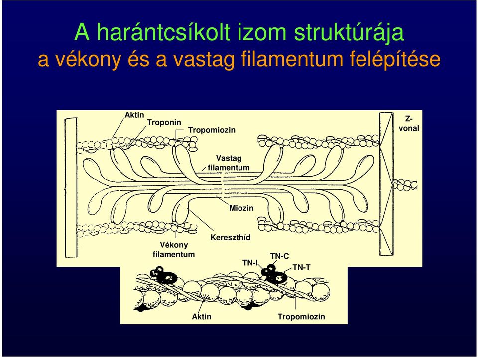 Tropomiozin Z- vonal Vastag filamentum Miozin