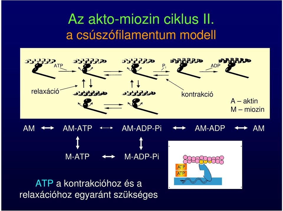 kontrakció A aktin M miozin AM AM-ATP AM-ADP-Pi