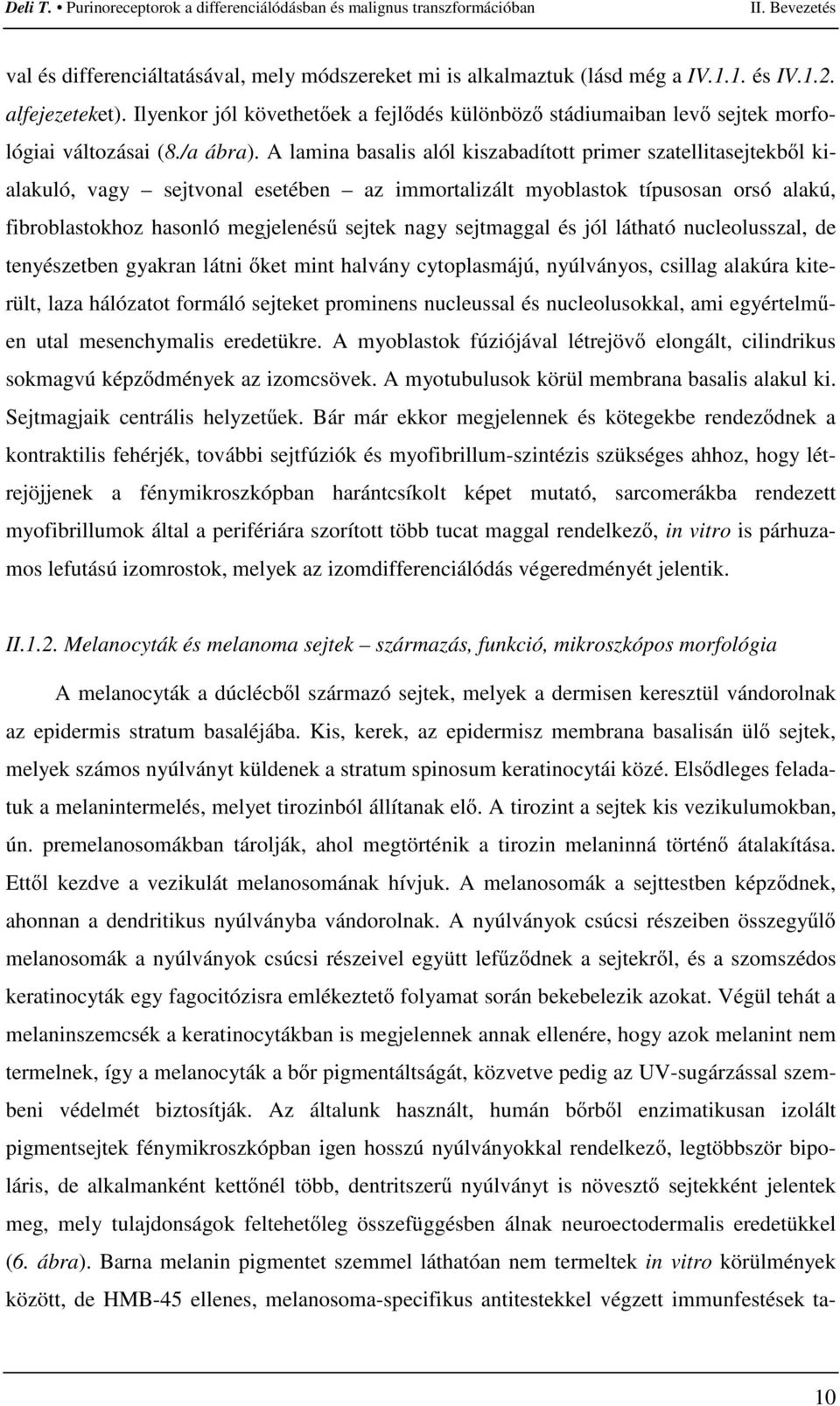 A lamina basalis alól kiszabadított primer szatellitasejtekbıl kialakuló, vagy sejtvonal esetében az immortalizált myoblastok típusosan orsó alakú, fibroblastokhoz hasonló megjelenéső sejtek nagy