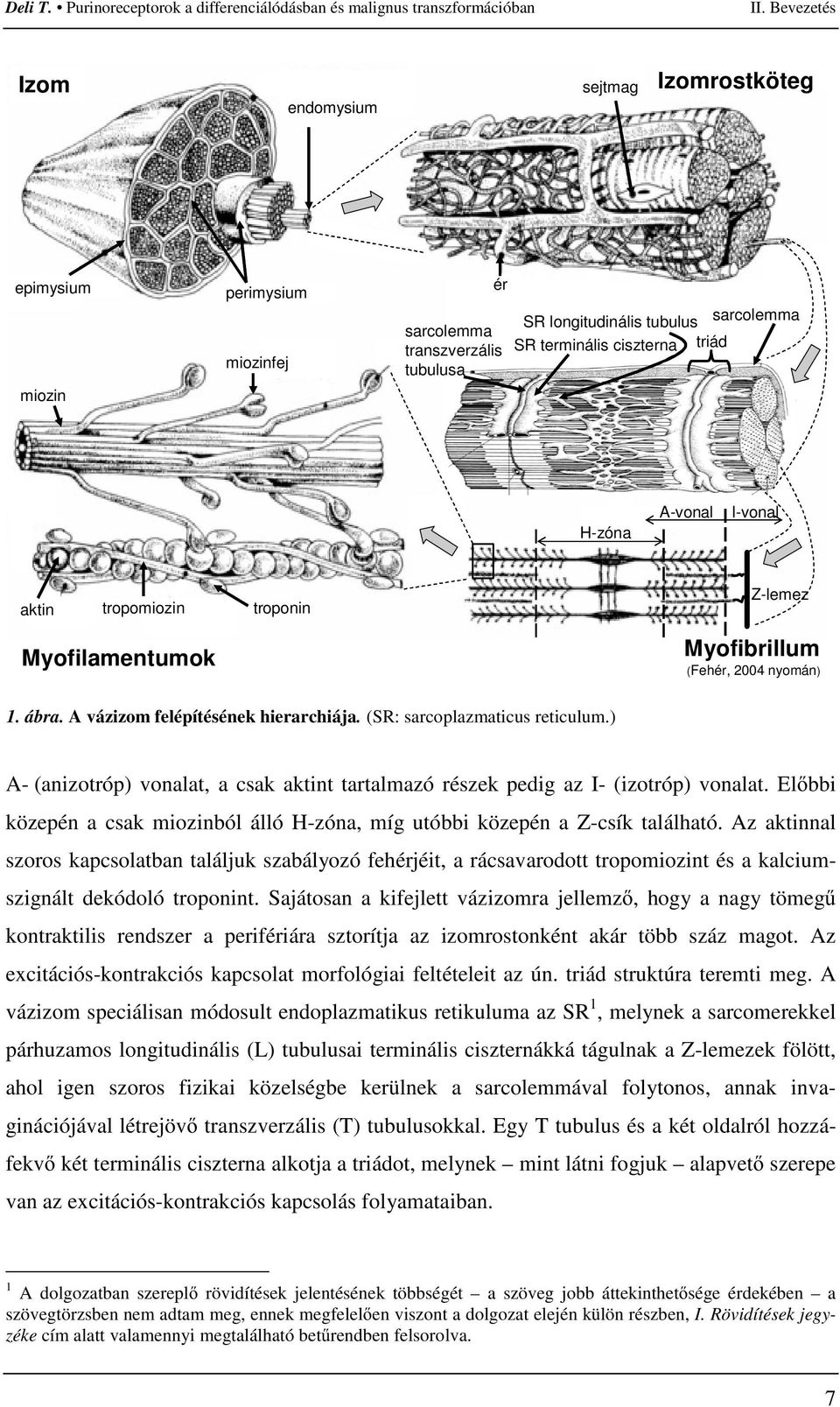 ) A- (anizotróp) vonalat, a csak aktint tartalmazó részek pedig az I- (izotróp) vonalat. Elıbbi közepén a csak miozinból álló H-zóna, míg utóbbi közepén a Z-csík található.