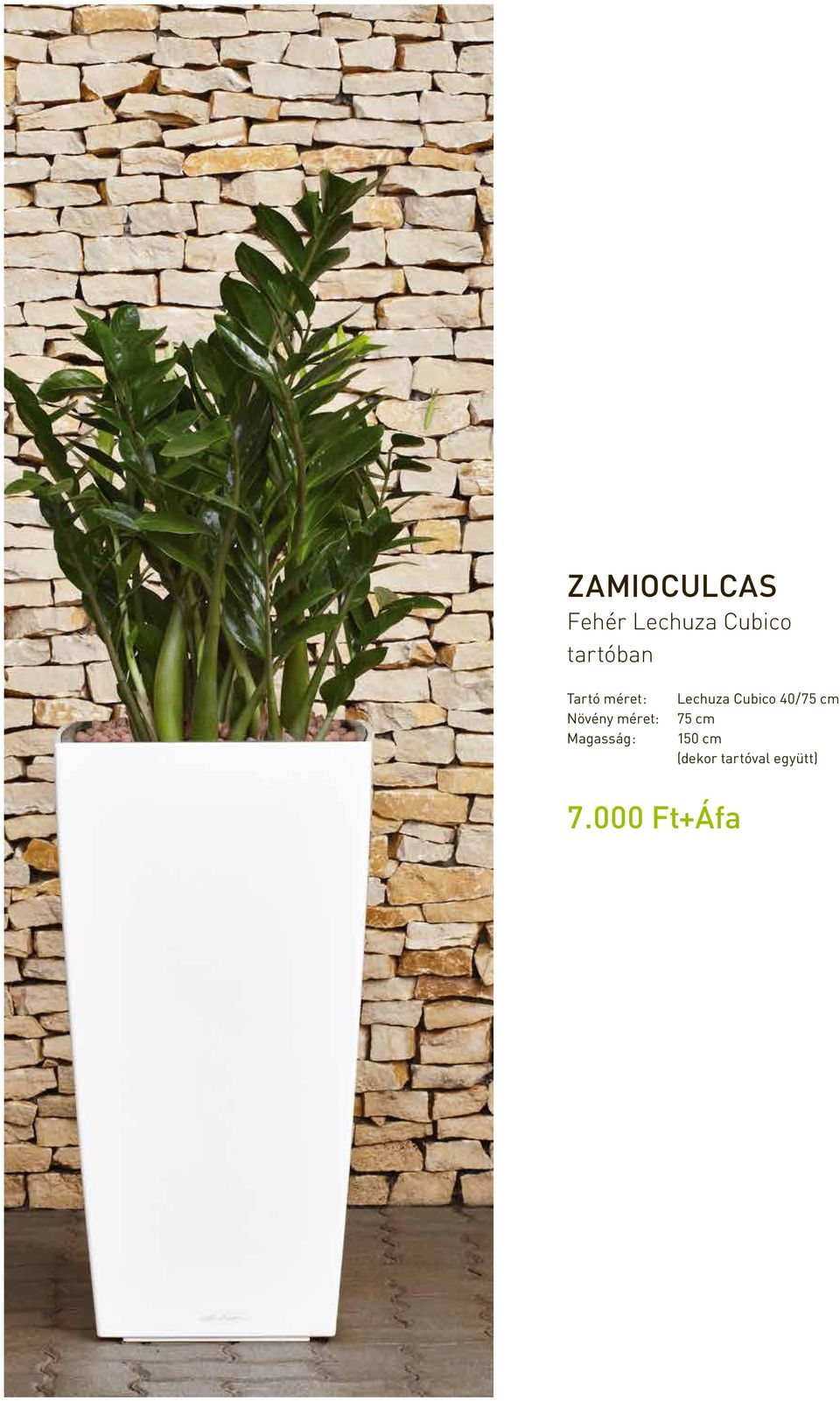 Lechuza Cubico 40 / 75 cm 75 cm 150