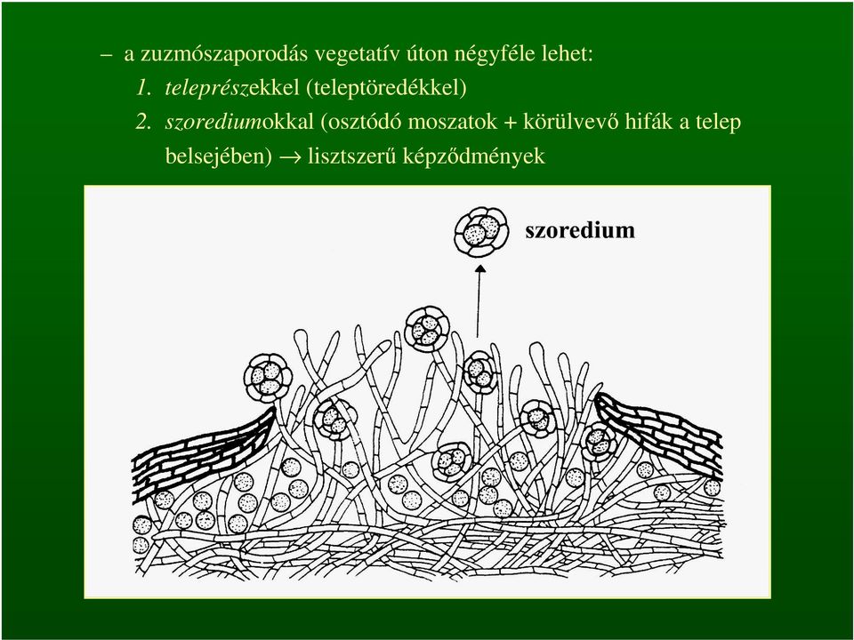 szorediumokkal (osztódó moszatok + körülvevő