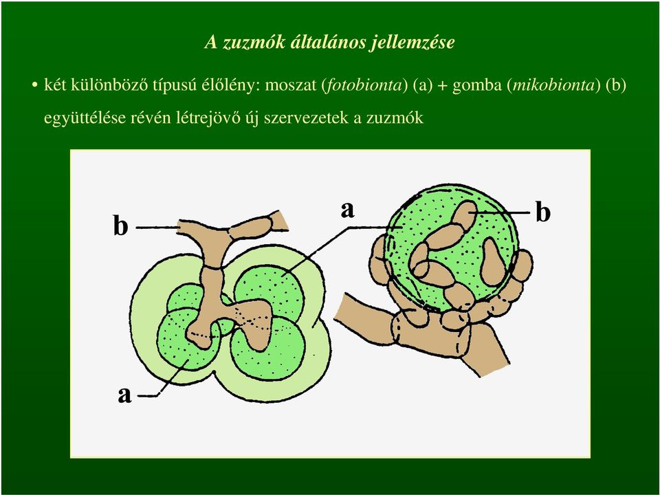 (fotobionta) (a) + gomba (mikobionta)