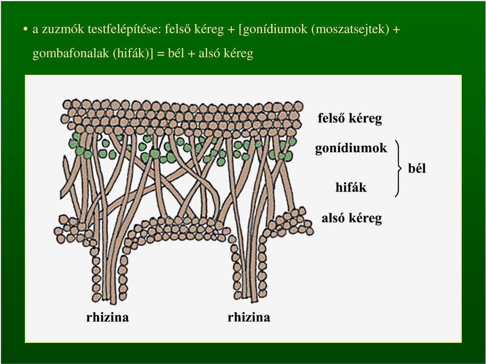 (moszatsejtek) +