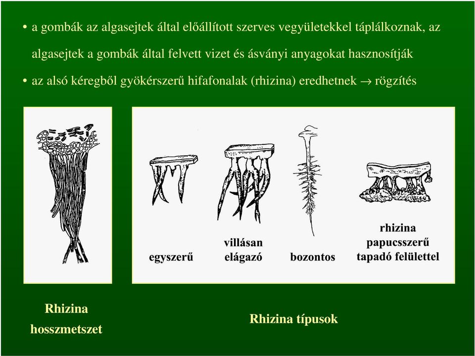 ásványi anyagokat hasznosítják az alsó kéregből gyökérszerű