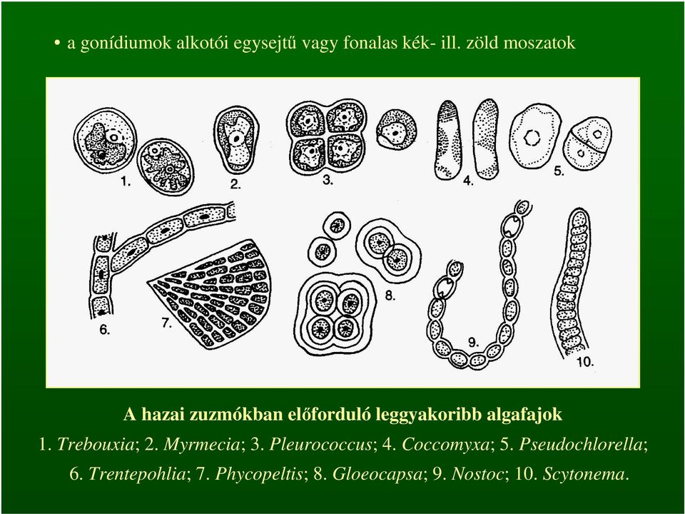 Trebouxia; 2. Myrmecia; 3. Pleurococcus; 4. Coccomyxa; 5.