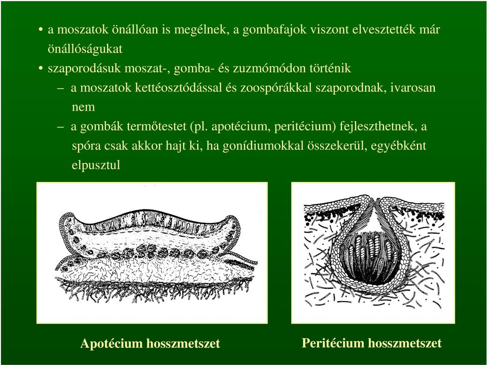 ivarosan nem a gombák termőtestet (pl.